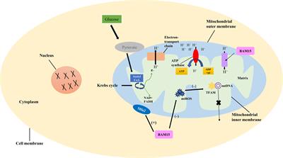 BAM15 as a mitochondrial uncoupler: a promising therapeutic agent for diverse diseases